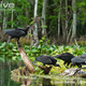 Illustration for article titled Vednesday Vulture - Coragyps atratus Edition